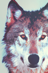 Wolfs