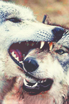 Wolfs