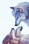 Wolfs