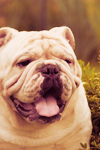 Bulldog for Cudzinec