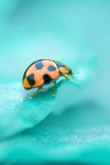Turquoise