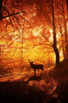 Atmosphere: Autumn